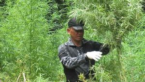 BNN Pantau Ladang Ganja di Aceh Gunakan Satelit