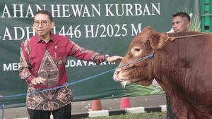 Fadli Zon Hands Over 2025 Eid Al-Adha Sacrificial Animals From The Ministry Of Culture's Office, Here's The Amount