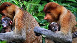 Dua Bayi Bekantan Lahir di Kawasan Konservasi Camp Tim Roberts, Kalimantan Selatan