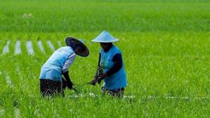 Koperasi Desa Merah Putih Berpotensi Kembangkan Komoditas Unggulan Daerah