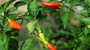 唐辛子植物の害虫の種類とそれらを制御する方法を知る