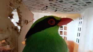 Lampung Quarantine Fails To Smuggle 668 Undocumented Birds
