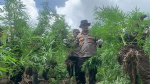 Polisi Temukan 450 Batang Pohon Ganja di Pegunungan Aceh Besar