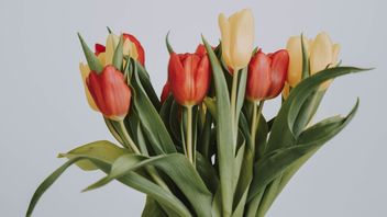 Not Always Expensive, These Are 5 Types Of Ornamental Plants With Friendly Prices That Must Be Owned