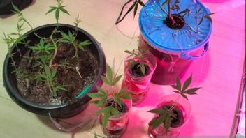 Bekasi Sulap Chamber devient un petit jardin de marijuana