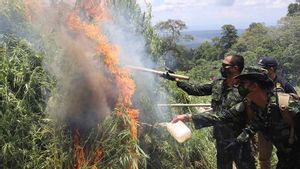    Dua Hektare Ladang Ganja di Aceh Besar Dimusnahkan