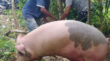 1.582 Babi di Parigi Moutong Sulteng Mati Mendadak Terpapar Virus ASF